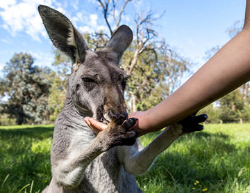 School Excursions to help Australian Wildlife 