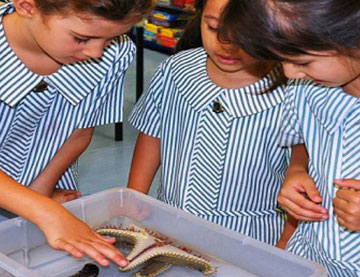 School Incursions Brisbane 