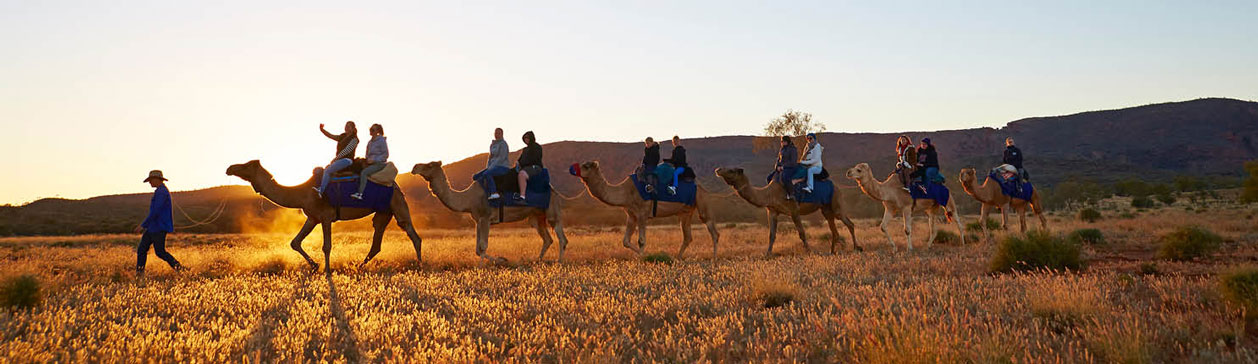 Pyndan Camel Tracks Alice Springs 