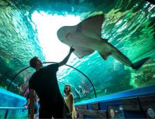Sydney-YHA-SeaLife-Aquarium.jpg